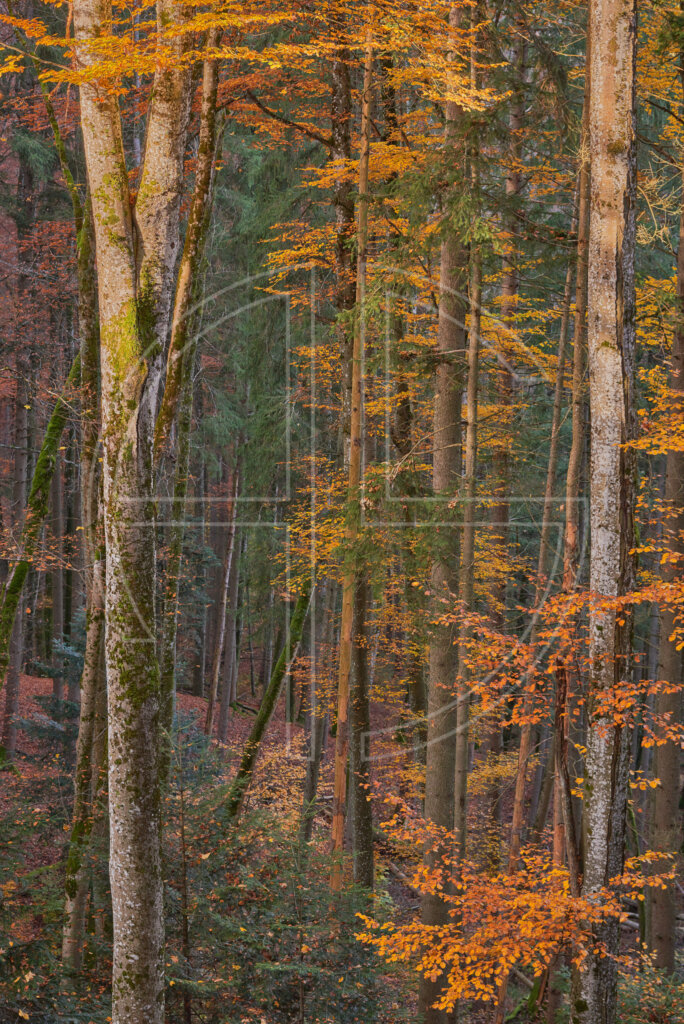 Autumnal forest in orange.