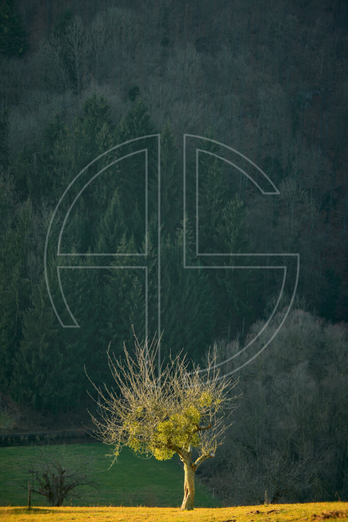 Out Of The Shadow A lone tree in sunlight.