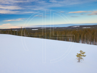 Pristine And Untouched Winter landscape with a small fir to the right. Looming in the distance lies a forest.