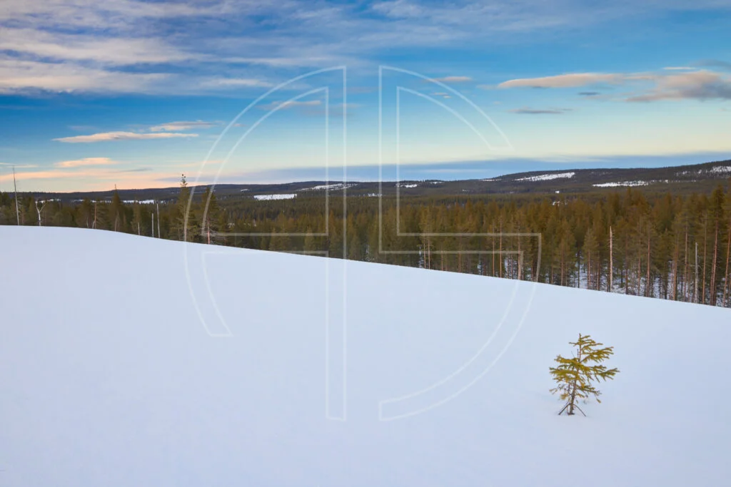 Winter landscape with a small fir to the right. Looming in the distance lies a forest.