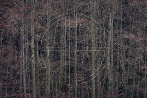 Progenies Of The Great Apocalypse depicts a beech forest at dusk.