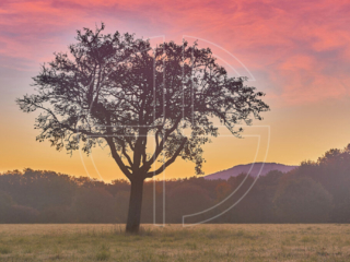 Ranting And Raving A lone tree at sunrise. Pink and yellow colours paint the sky.