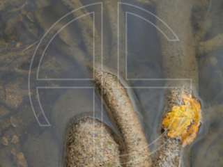 Reaching Out To Roots of a tree in water from close-up.