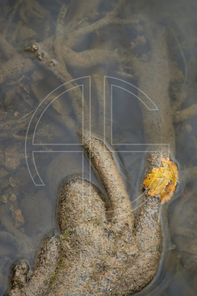 Reaching Out To Roots of a tree in water from close-up.