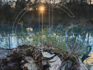 A fallen stump in a marshland at sunset.