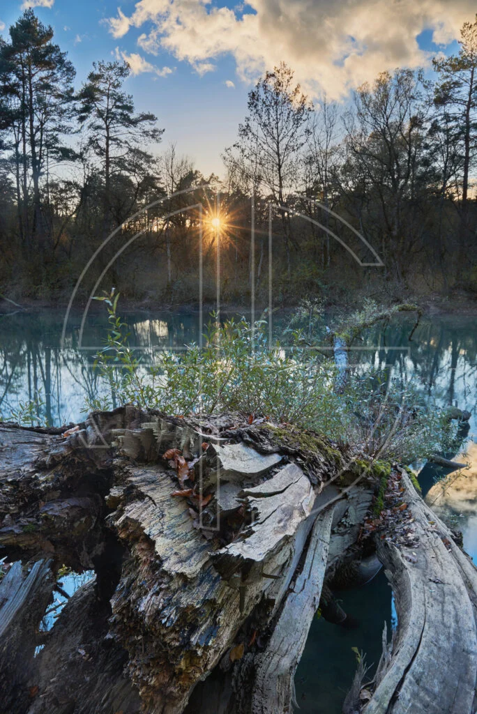 A fallen stump in a marshland at sunset.