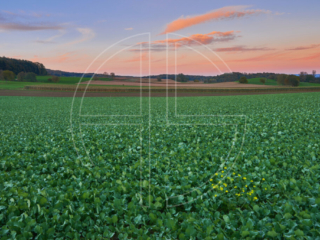 A vast green field at dusk.