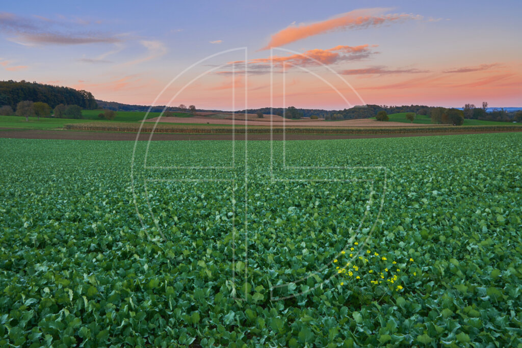 A vast green field at dusk.