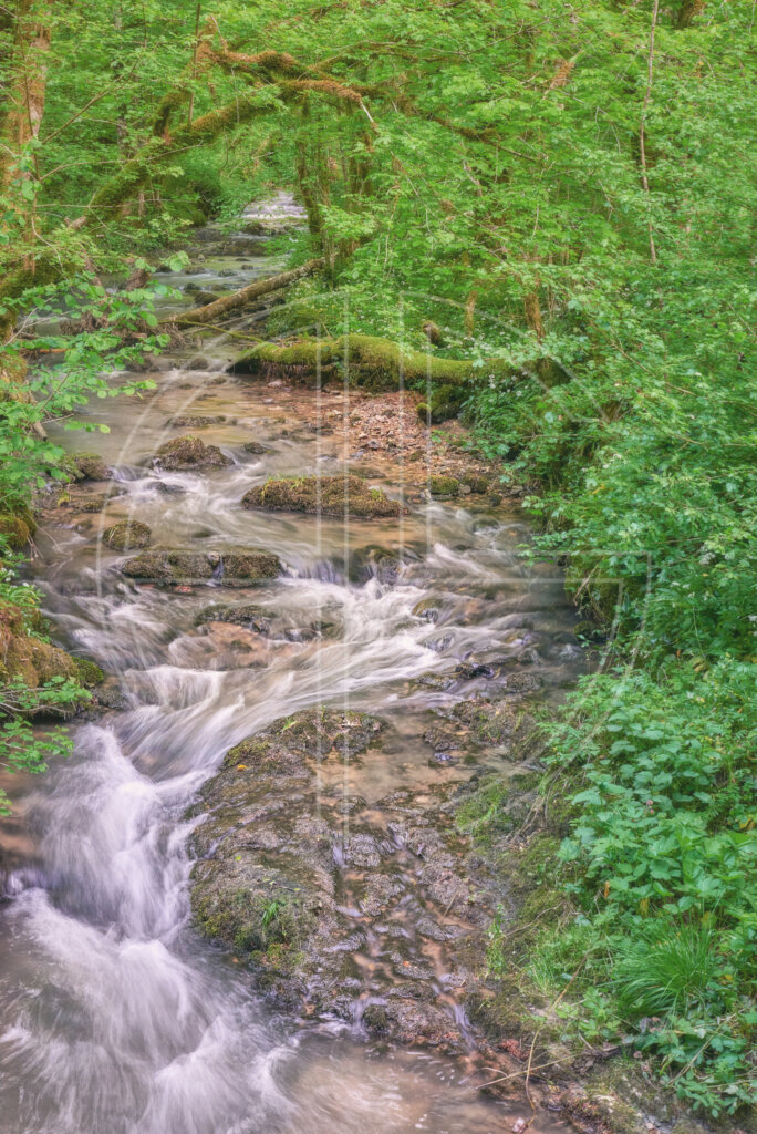 A creek surrounded by green trees.