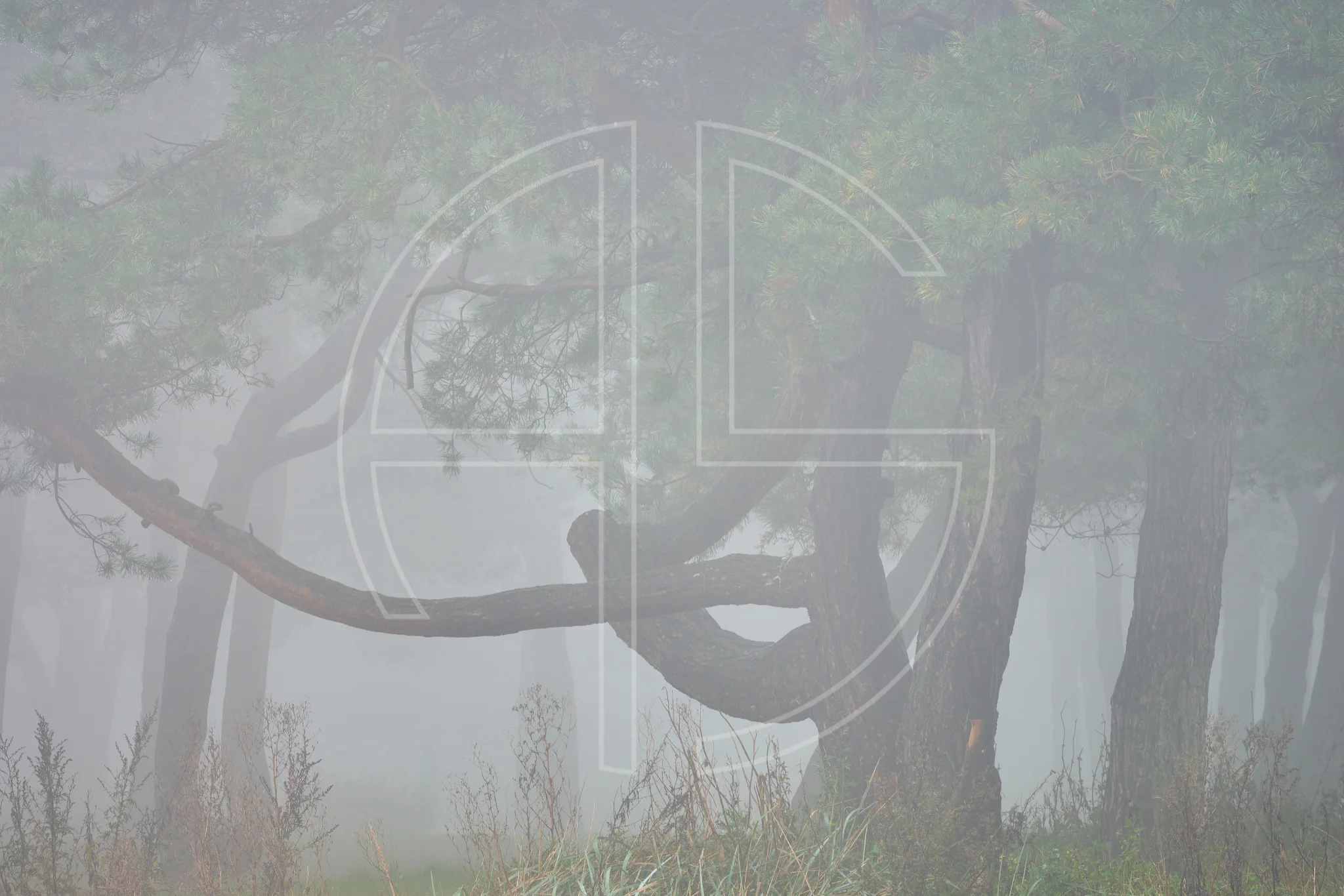 In trees, many species find refuge and areas for nesting Many critters look for shelter and nesting sites in trees.