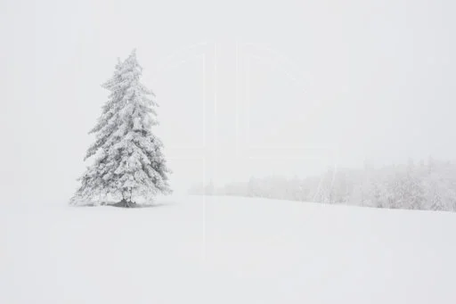 Snow White And The Hundred Trees depicts a solitary tree in a winter landscape.
