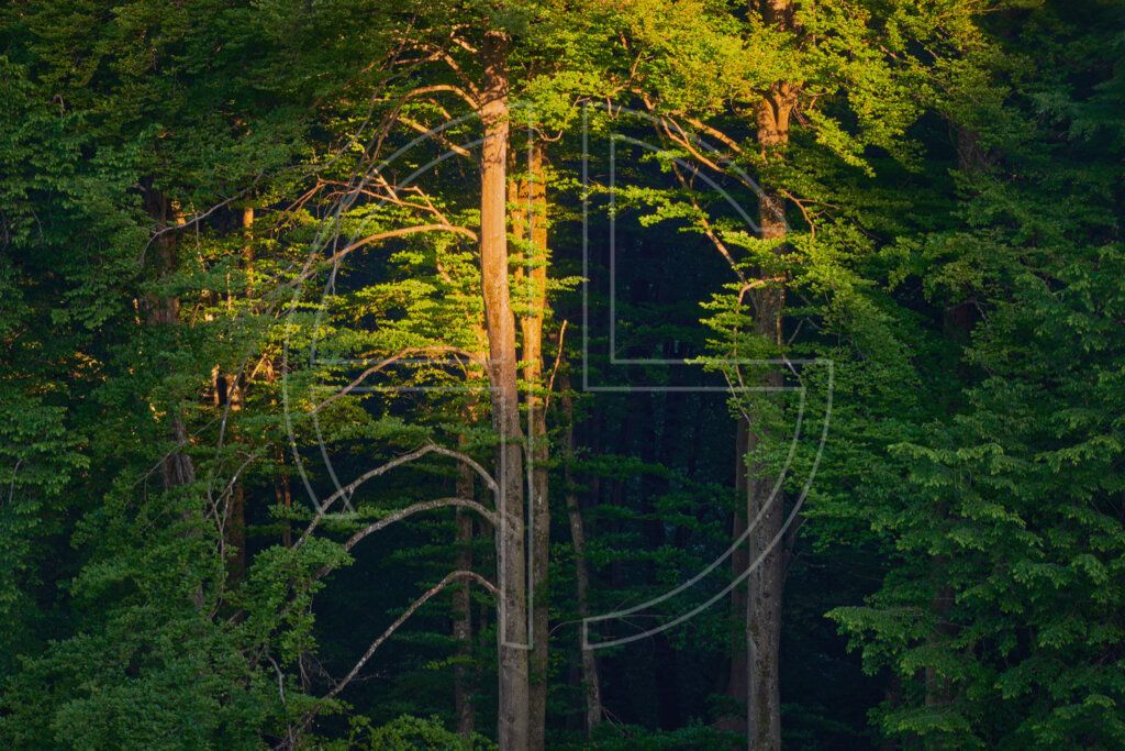 Staring Into The Abyss depicts a vibrant, green forest illuminated by golden light.