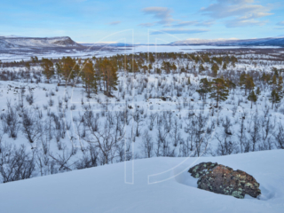 Deep in the winter wilderness. To the right lies a flat stone.