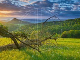 At sunset, a landscape lush with greenery unfolds. Golden light shimmers in a meadow.