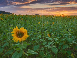 Sunflowers Sun Sunset at a sunflower field.