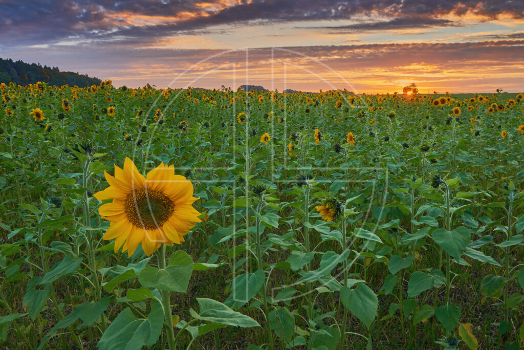 Sunset at a sunflower field.