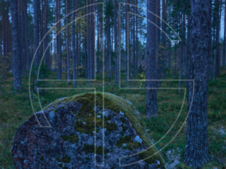 Blue hour in a forest.