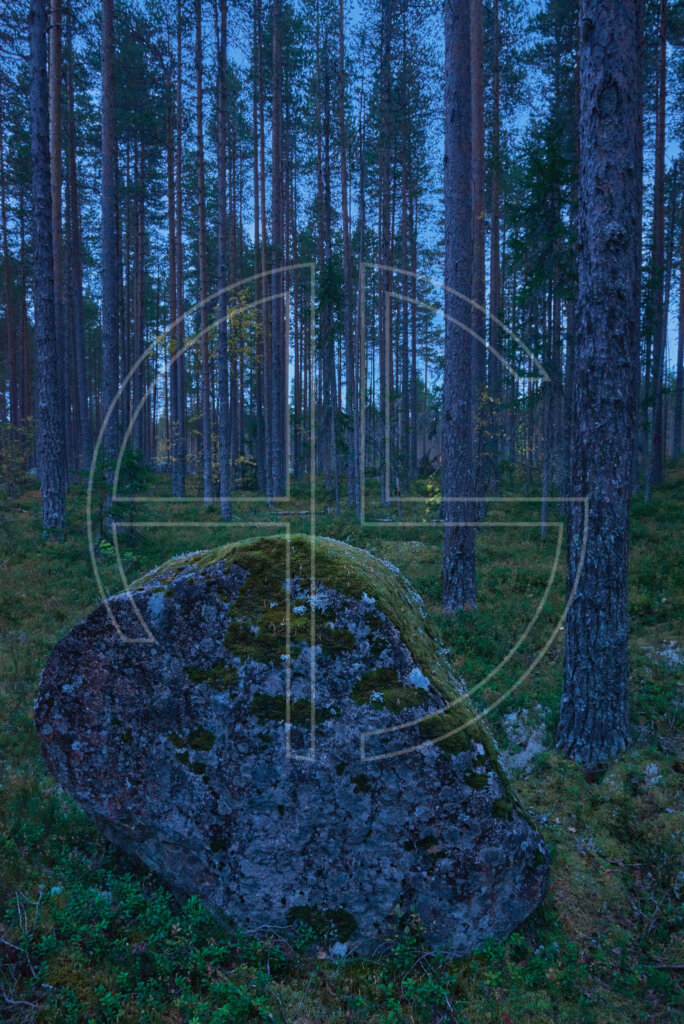 Blue hour in a forest.