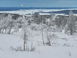 The moon rises in a winter landscape.