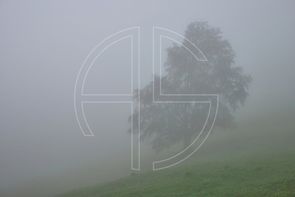 A solitary tree in thick fog.