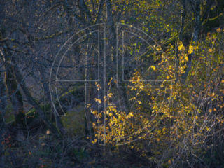 Thick undergrowth and yellow leaves lit by the sun.