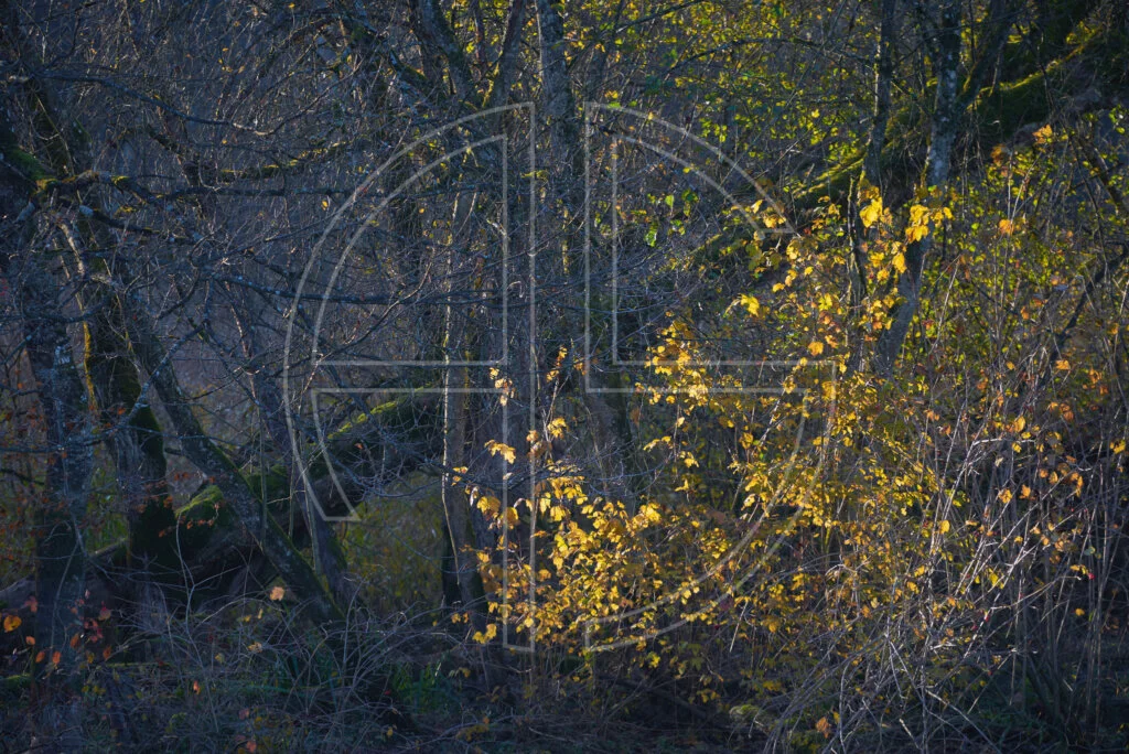 The Hidden Realm Thick undergrowth and yellow leaves lit by the sun.