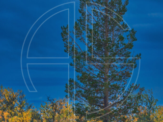 The moon, a fir tree and golden trees.