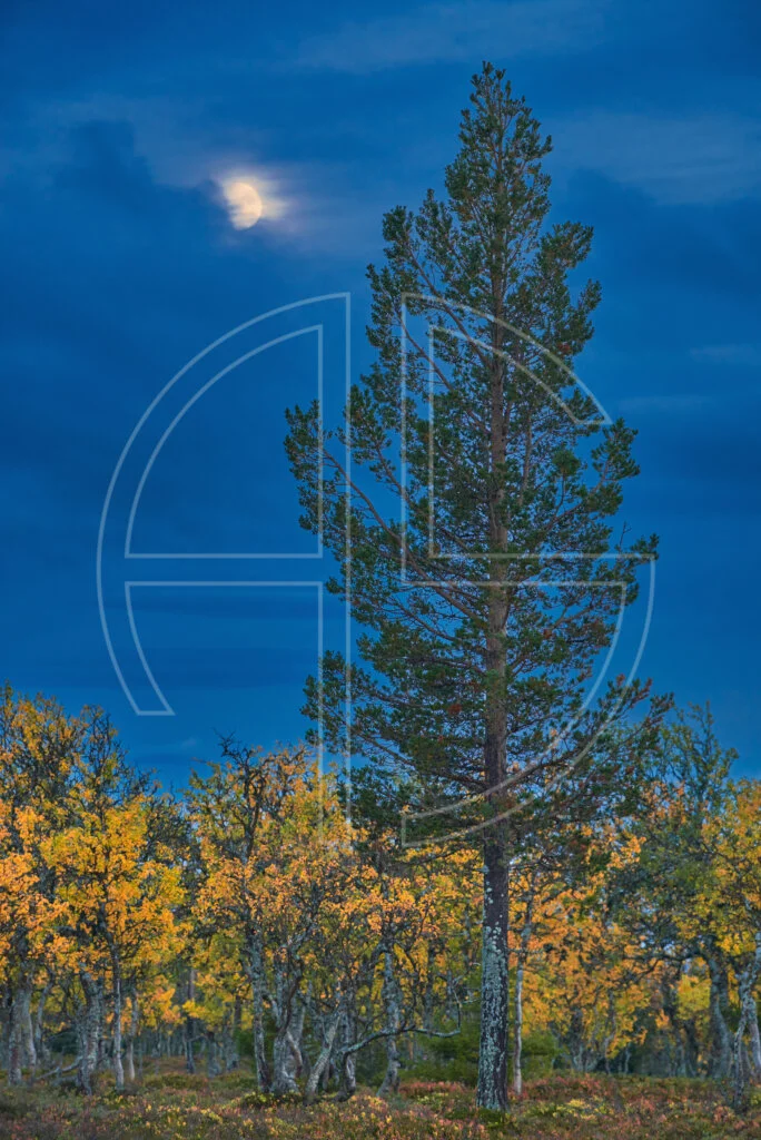 The Moon Throne The moon, a fir tree and golden trees.