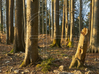 Golden, soft evening light in a forest.