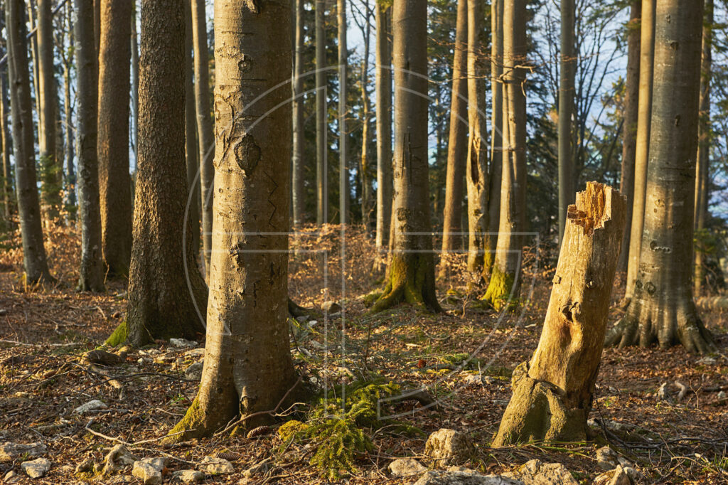 Golden, soft evening light in a forest.
