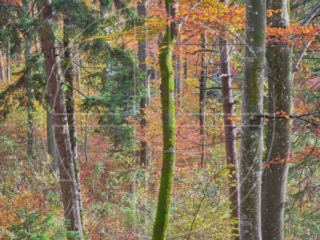 Colourful forest in autumn.