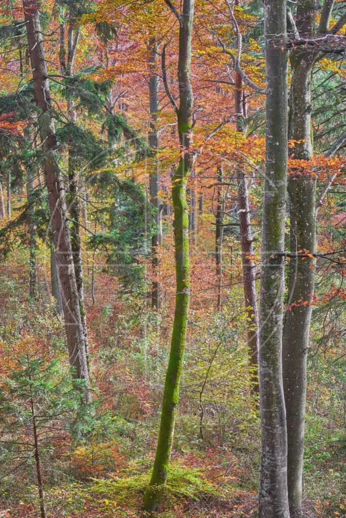 The Poetry Of The Trees Will Never Die Colourful forest in autumn.