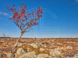 A lone red tree in a landscape scattered with stones.