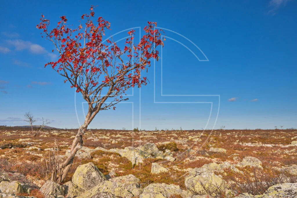 A lone red tree in a landscape scattered with stones.