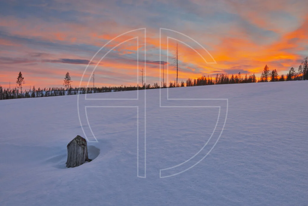 Sunset in a winter landscape. To the left stands a solitary tree stump.