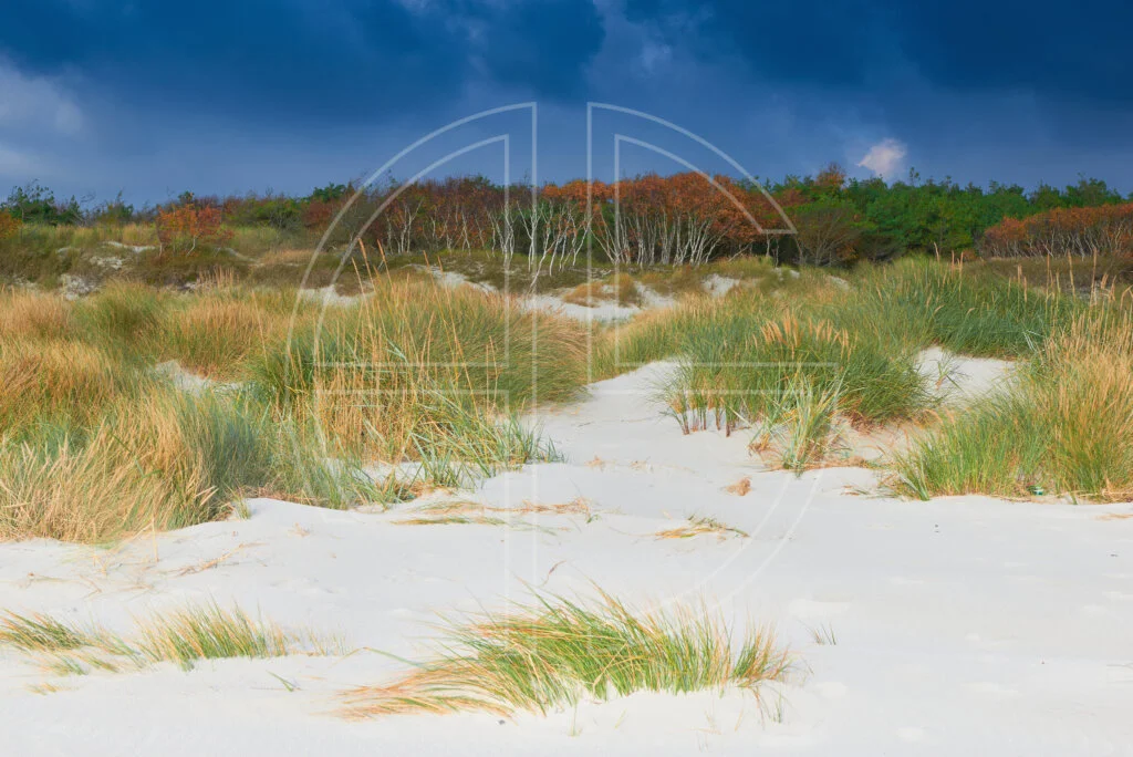 Dunes and beach grass in soft light.