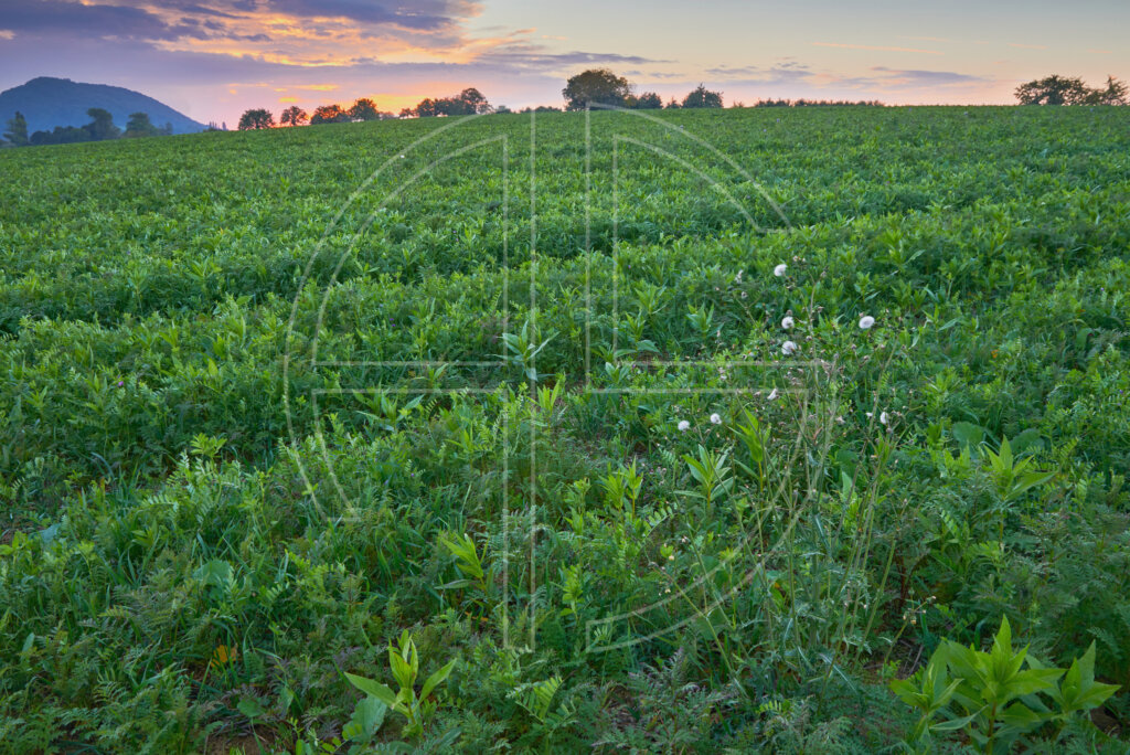 A green field at dusk.