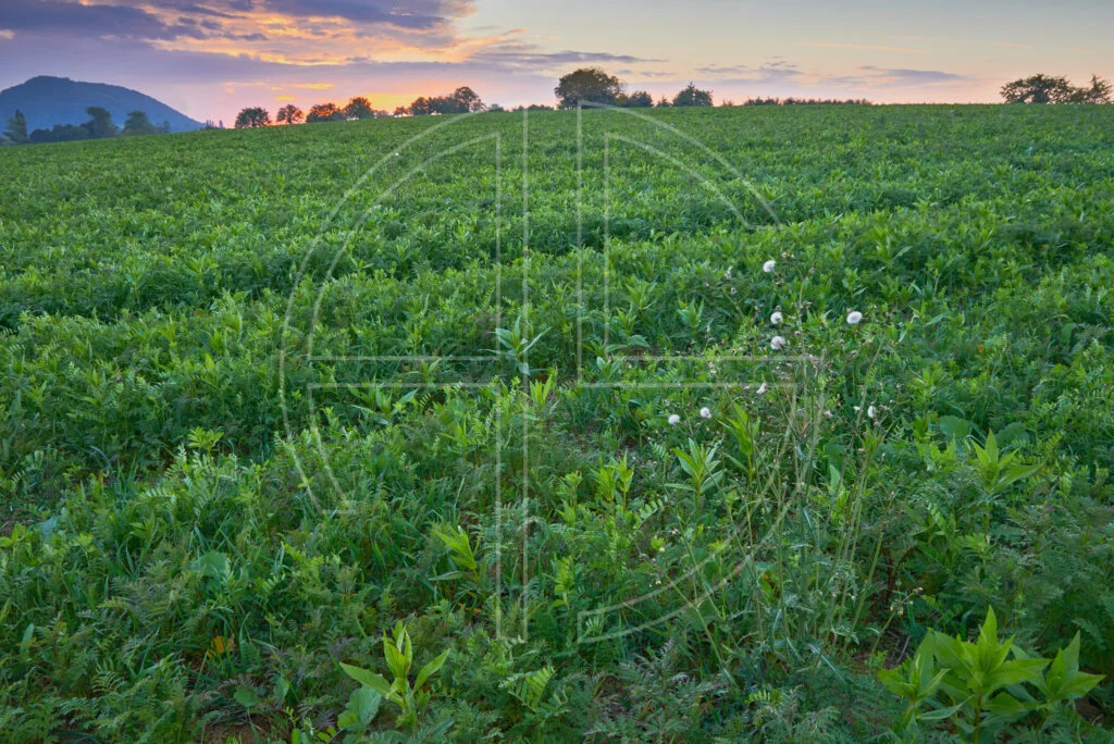A green field at dusk.