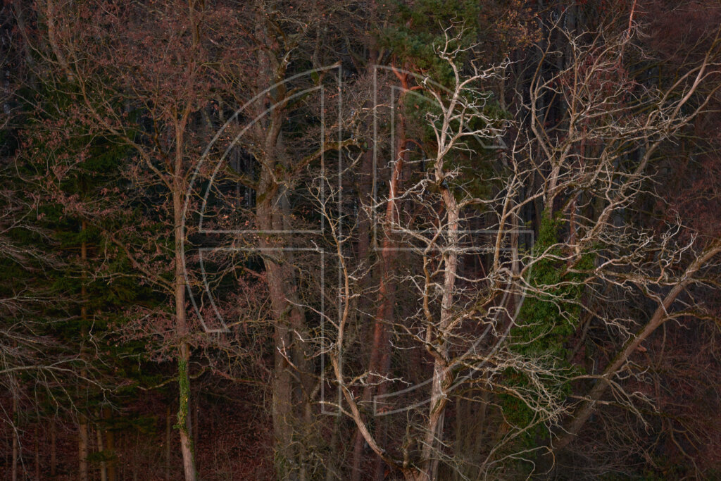 A dark forest with a gnarly tree.