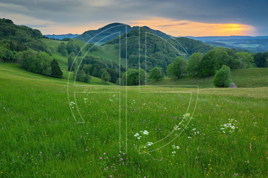 Green meadow at sunset. Hills loom in the distant backdrop.