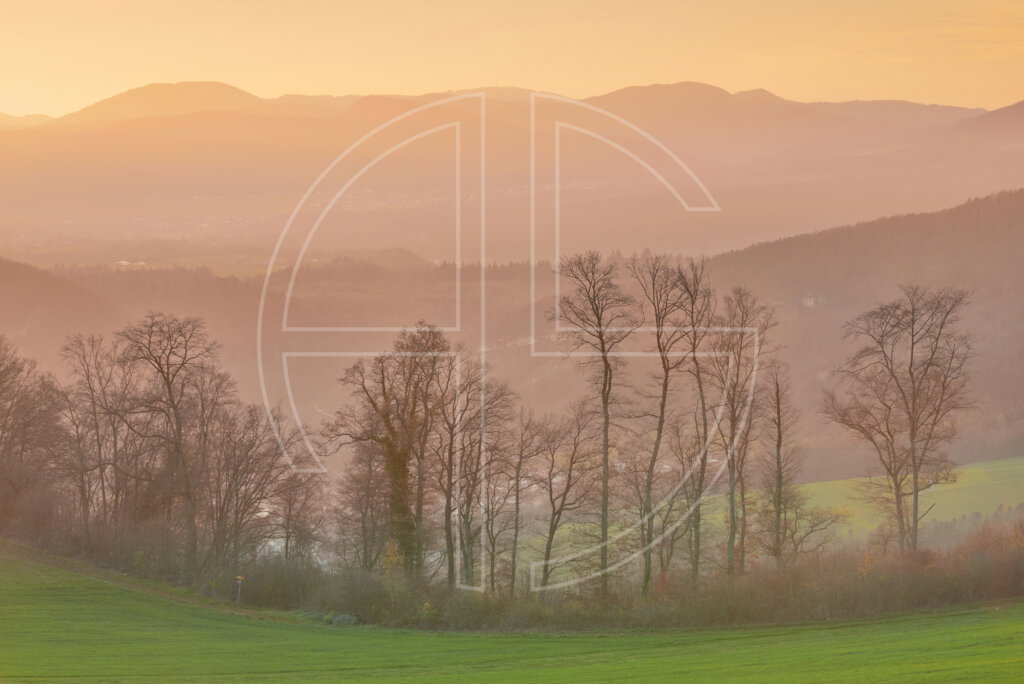 Trees and hills at a hazy sunset.