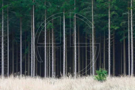 To Come Of Age depicts a forest of slim pine trees.