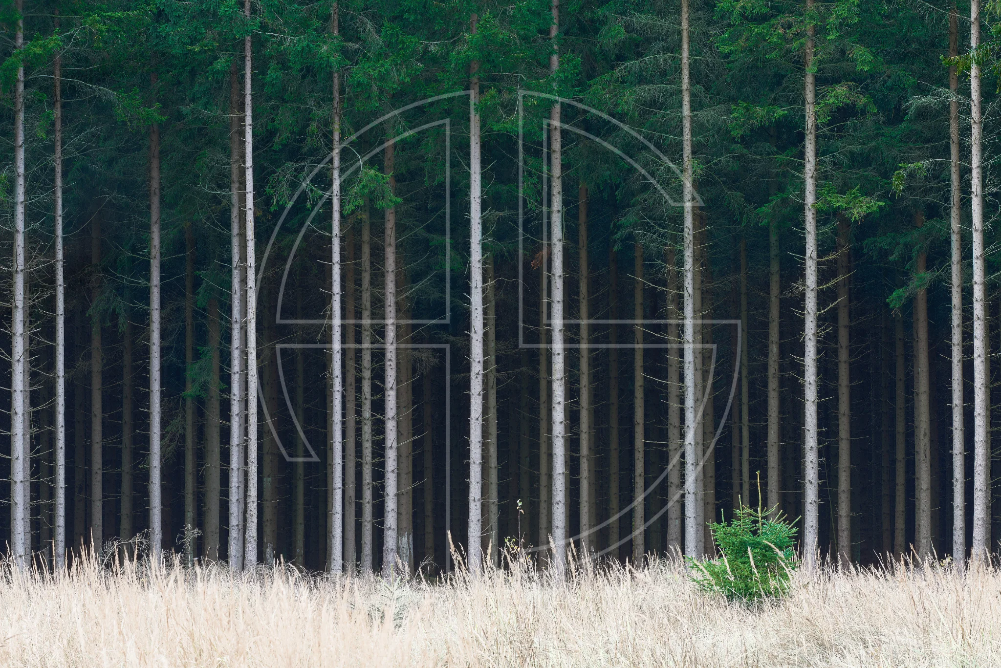 To Come Of Age depicts a forest of slim pine trees.