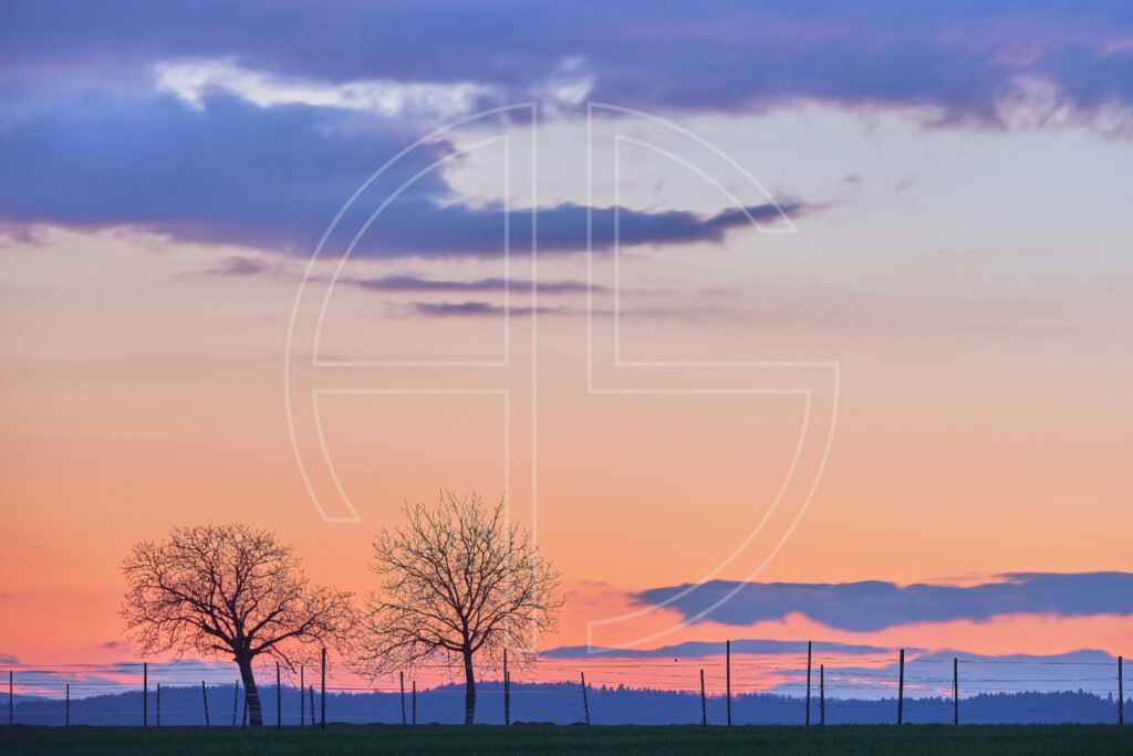 To The Distant Skies depicts a landscape with two trees on a hill under an orange sky.