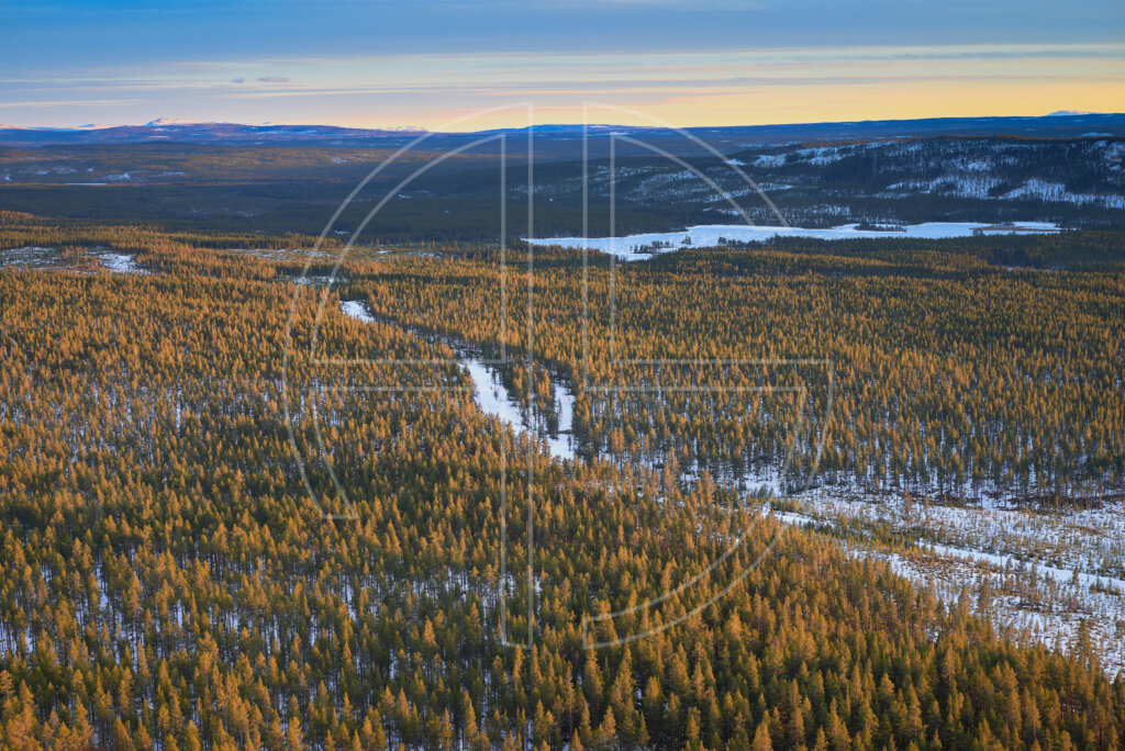 Sunset from a vantage point. The sun&#039;s descent lights a golden glow upon the fir forest blanketed in snow.