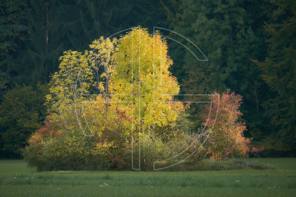 A tree island illuminated by the sun.