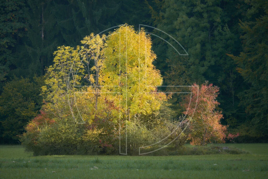 Tree Island A tree island illuminated by the sun.