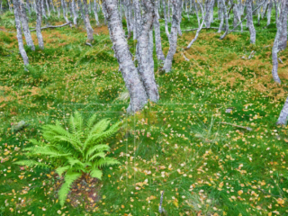Forest with a fern and dark green moss. Yellow leaves scatter on the ground.