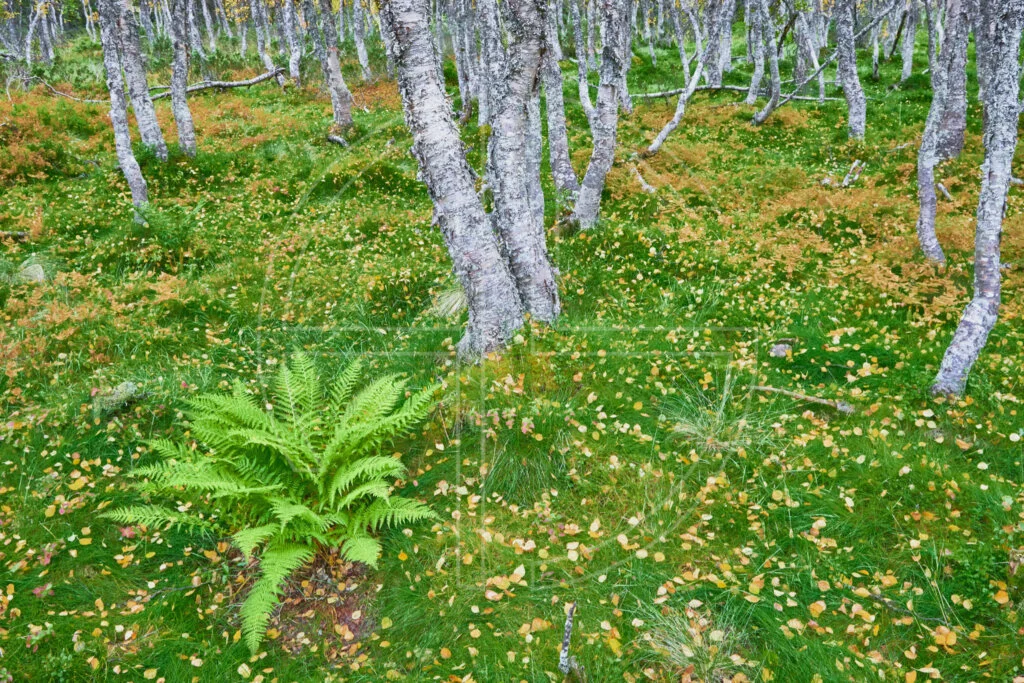 Forest with a fern and dark green moss. Yellow leaves scatter on the ground.