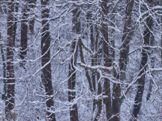 A snow-covered forest.